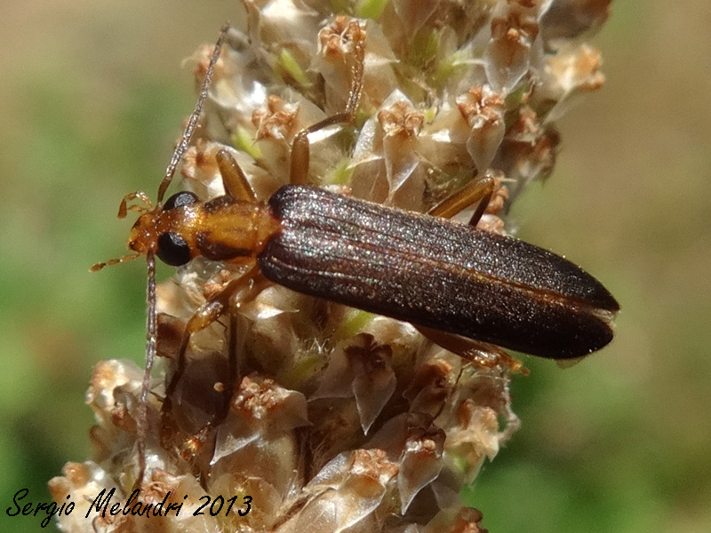ID - Nacerdes carniolica (Oedemeridae)